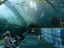 Georgia Aquarium i USA