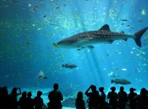 Världens största undervattensakvarium ligger i Kina