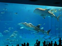 Okinawa Churaumi Aquarium i Japan